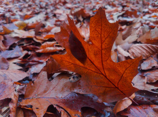 oak leaves during the autumn season in the Czech Republic