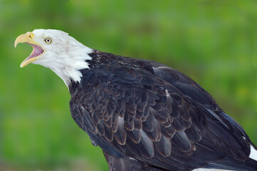 Shrieking bald eagle on green blur