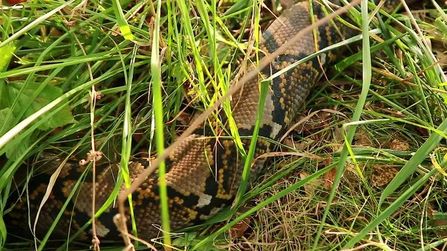 A beautiful Python body with an ornamental bright pattern quickly glides through the grass. Animals in the wild