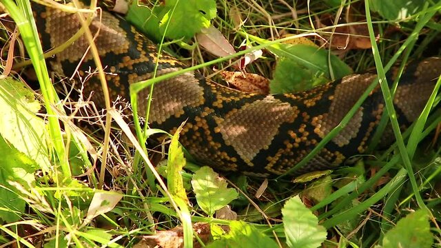 A beautiful Python body with an ornamental bright pattern glides on the grass. Animals in the wild