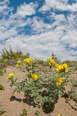 Medicago marina on a sandy beach, Tuscany.
