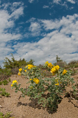 Medicago marina on a sandy beach, Tuscany.

