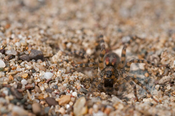 Wolf spider (Arctosa perita) on a sand beach, Tuscany, Italy.