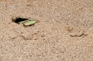 Italian wall lizard (Podarcis siculus) inside its shelter in a coastal beach, Tuscany, Italy.
