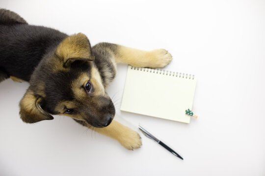 the dog lies in front of an open notebook