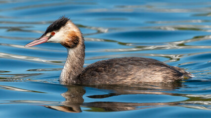 Profile view of a Great Crested Grebe swimming on blue water.