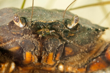 Mediterranean green crab (Carcinus aestuarii)