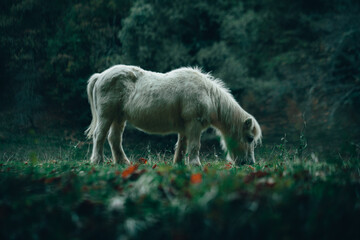 Obraz premium Cheval 6