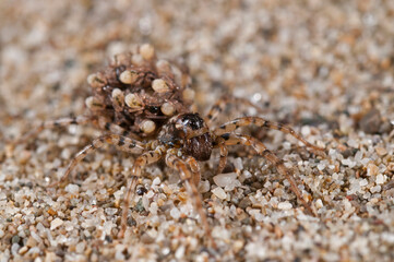 Wolf spider (Arctosa perita) female with juveniles on its back, Tuscany, Italy.