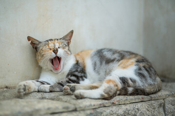 Homeless animals. Cat on the street of the city.