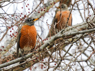 Robins in a Tree