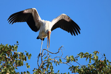 Nimmersatt / Yellow-billed stork / Mycteria ibis