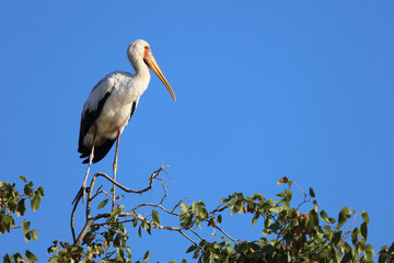 Nimmersatt / Yellow-billed stork / Mycteria ibis