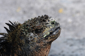 galapagos iguana marine