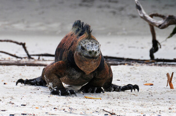 Galapagos iguana