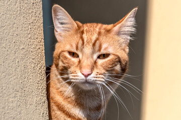 chat roux