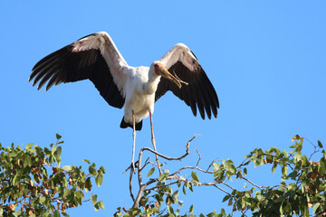 Nimmersatt / Yellow-billed stork / Mycteria ibis