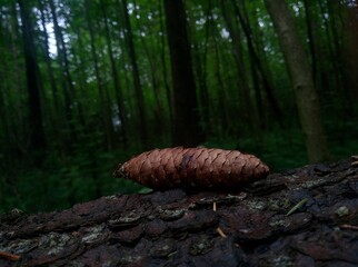 cones in the forest
