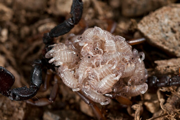 European yellow-tailed scorpion (Euscorpius flavicaudis) female with juveniles on its back, Liguria, Italy.