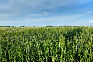 View of a young green field of wheat or barley on a sunny clear day, nature background.