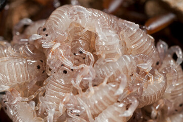 Juveniles of European yellow-tailed scorpion (Euscorpius flavicaudis), Liguria, Italy.