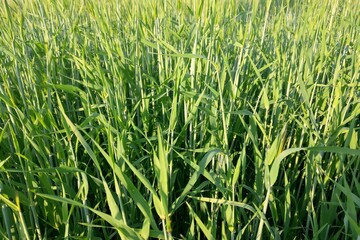 View of a young green field of wheat or barley on a summer clear day, nature background.