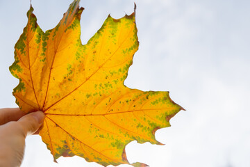Big maple fall leaf colored by yellow, and green color holding in hand. Closeup view of textured maple leaf as background against the sky. Colorful maple leaves, autumnal mood.