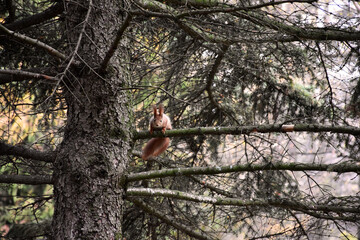 Cute squirrel sitting on the pine tree branch, looking at the camera in the park. Urban wildlife, woodland, the animal world.