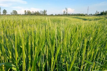 View of a young green field of wheat or barley on a summer clear day, nature background.