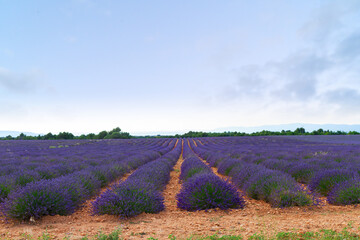 Blooming Lavender field