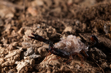 European yellow-tailed scorpion (Euscorpius flavicaudis) female with juveniles on its back, Liguria, Italy.