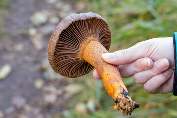 Pine spike mushroom in hand after being picked