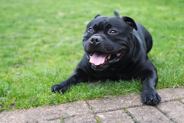 Happy, black, smiling Staffordshire Bull Terrier on lying down outside on grass