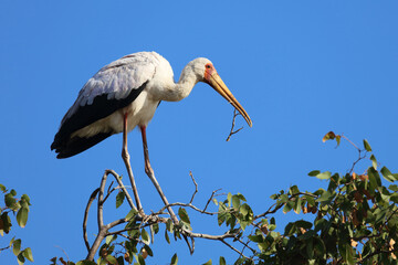 Nimmersatt / Yellow-billed stork / Mycteria ibis