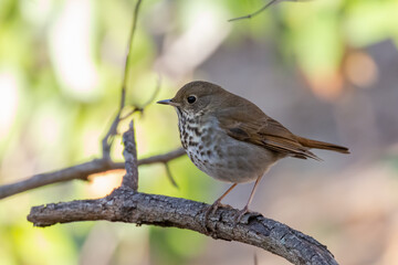 Hermit thrush on a branch in the forest