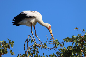 Nimmersatt / Yellow-billed stork / Mycteria ibis