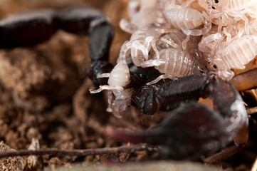 Cannibalism in European yellow-tailed scorpion (Euscorpius flavicaudis), Liguria, Italy.