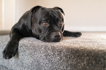 Staffordshire Bull Terrier dog resting, lying down, on the landing of a house at the top of a...