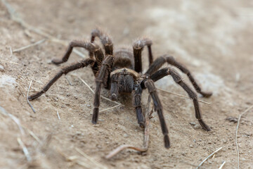 Tarantula crawling on the ground