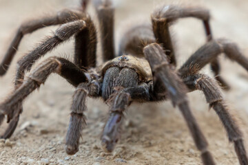 Tarantula crawling on the ground