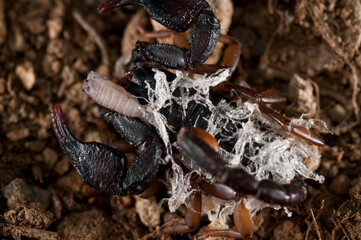 European yellow-tailed scorpion (Euscorpius flavicaudis) female with juveniles on its back, Liguria, Italy.