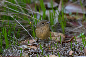 Ruby-crowned kinglet on the ground