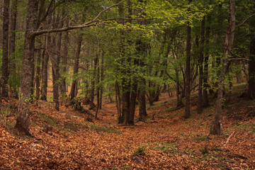 Green leaves sprouting on the trees in spring and the ground full of dry leaves fallen during the fall in the natural environment of the chestnut grove in El Tiemblo, Avila, Spain