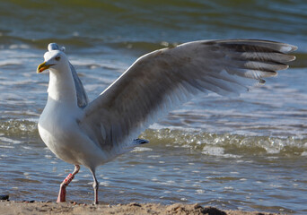 seagull in takeoff