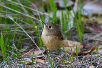 Ruby-crowned kinglet on the ground