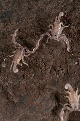 Juveniles of European yellow-tailed scorpion (Euscorpius flavicaudis), Liguria, Italy.