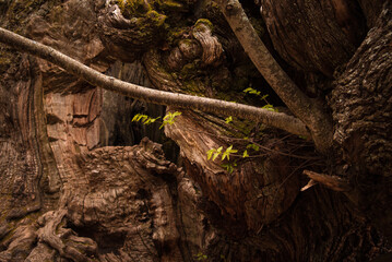 Close up view of small green leaves sprouting from new branches on the trunk of a moss-covered century old tree
