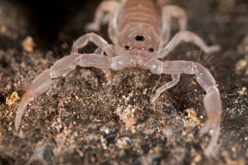 Juveniles of European yellow-tailed scorpion (Euscorpius flavicaudis), Liguria, Italy.