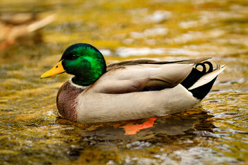 Duck on a stream 