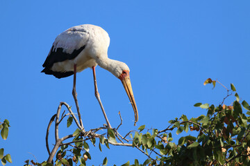 Nimmersatt / Yellow-billed stork / Mycteria ibis